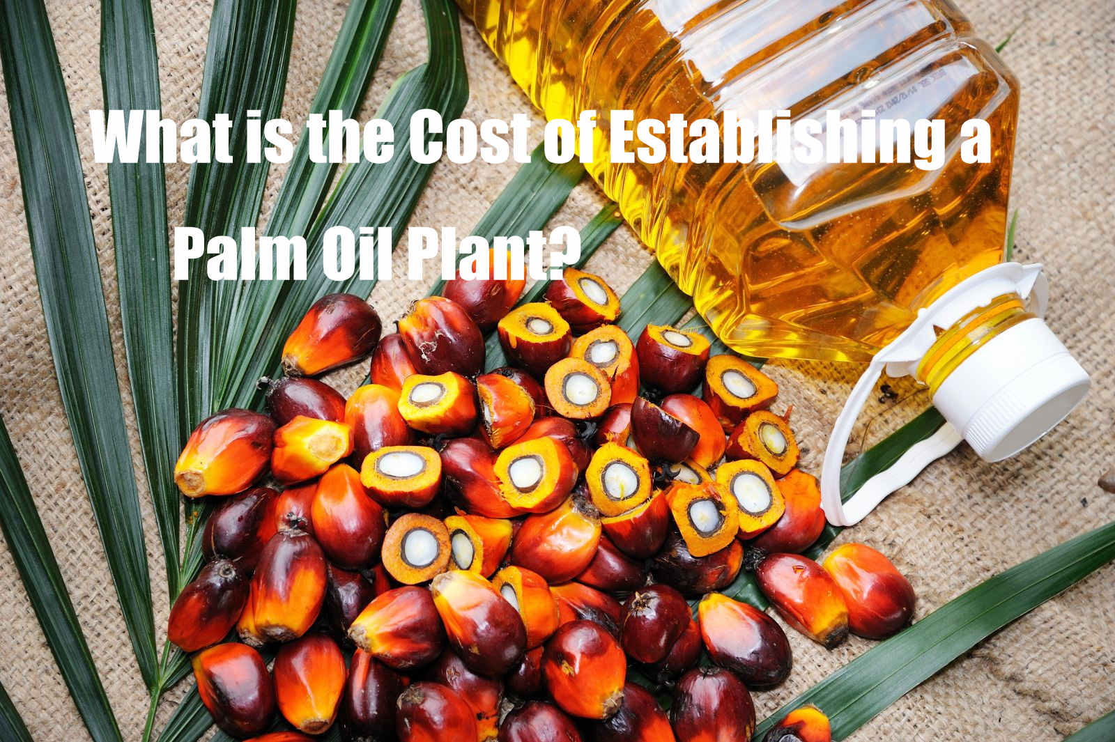 What is the Cost of Establishing a Palm Oil Plant?