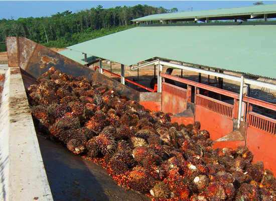 Palm Fruit Reception in Palm Oil Mill